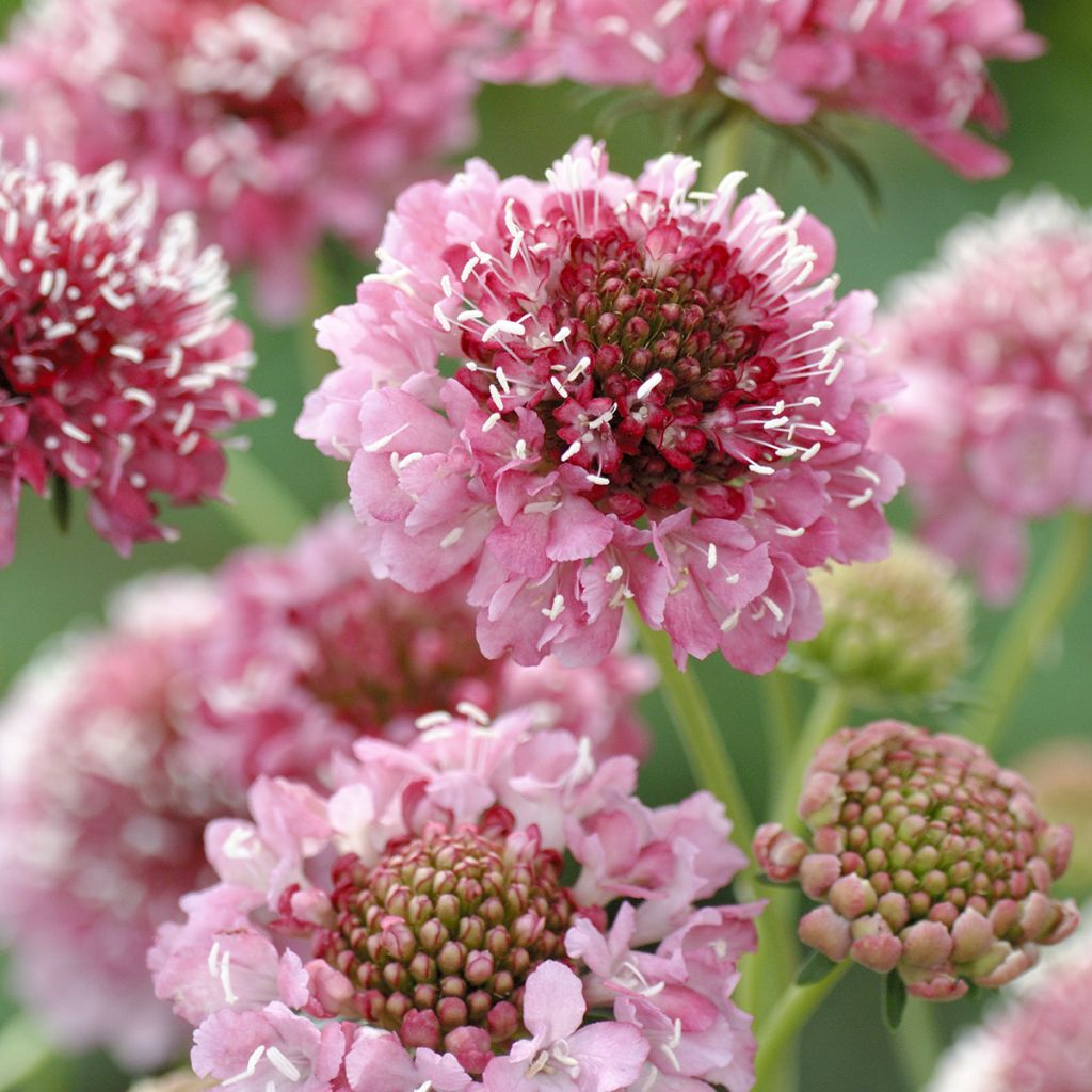 Scabiosa atropupurea Salmon Queen