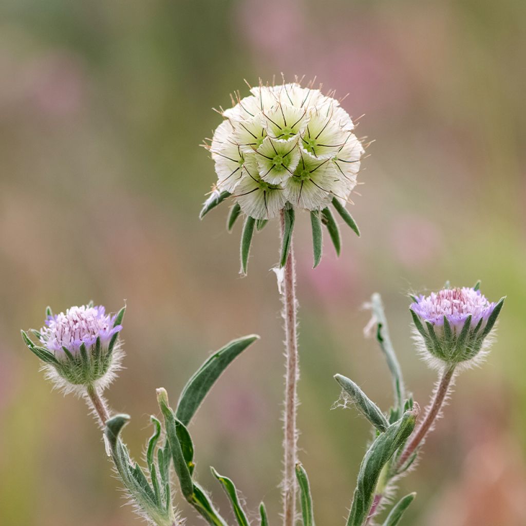 Lomeliosa stellata