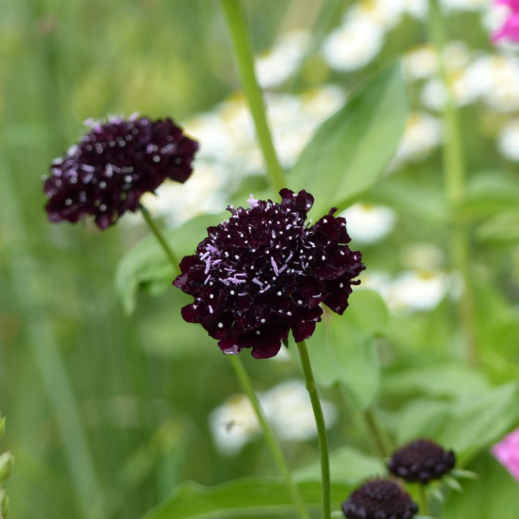 Scabiosa atropupurea Black Knight