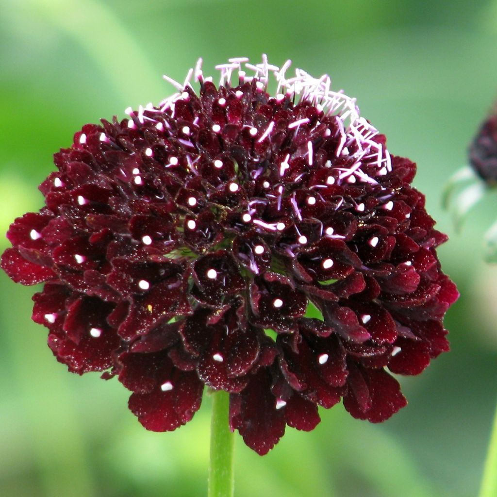 Graines de Scabieuse atropurpurea Ebony and Ivory 