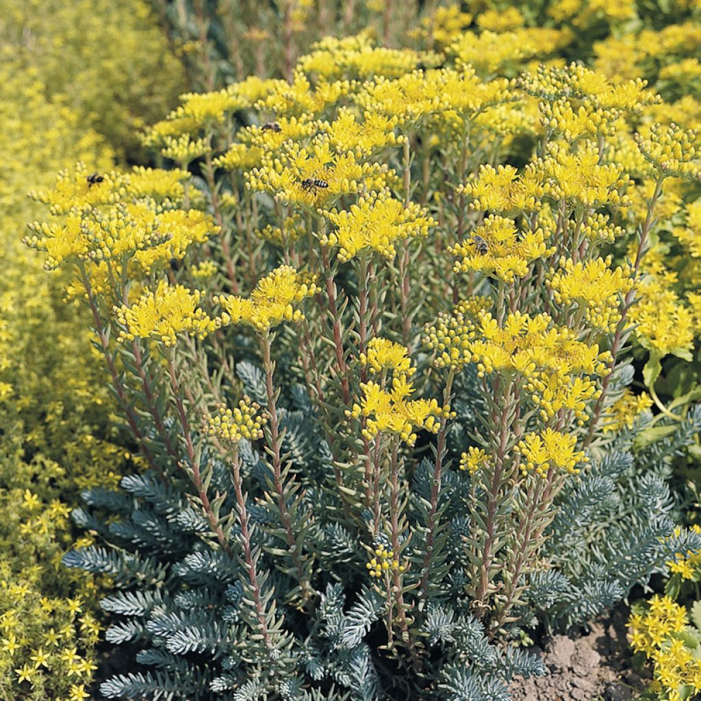 Sedum rupestre (semillas)