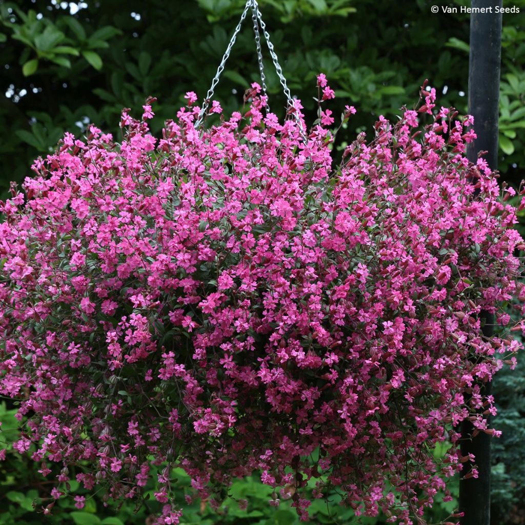 Silene pendula Sibella Carmine - Silene