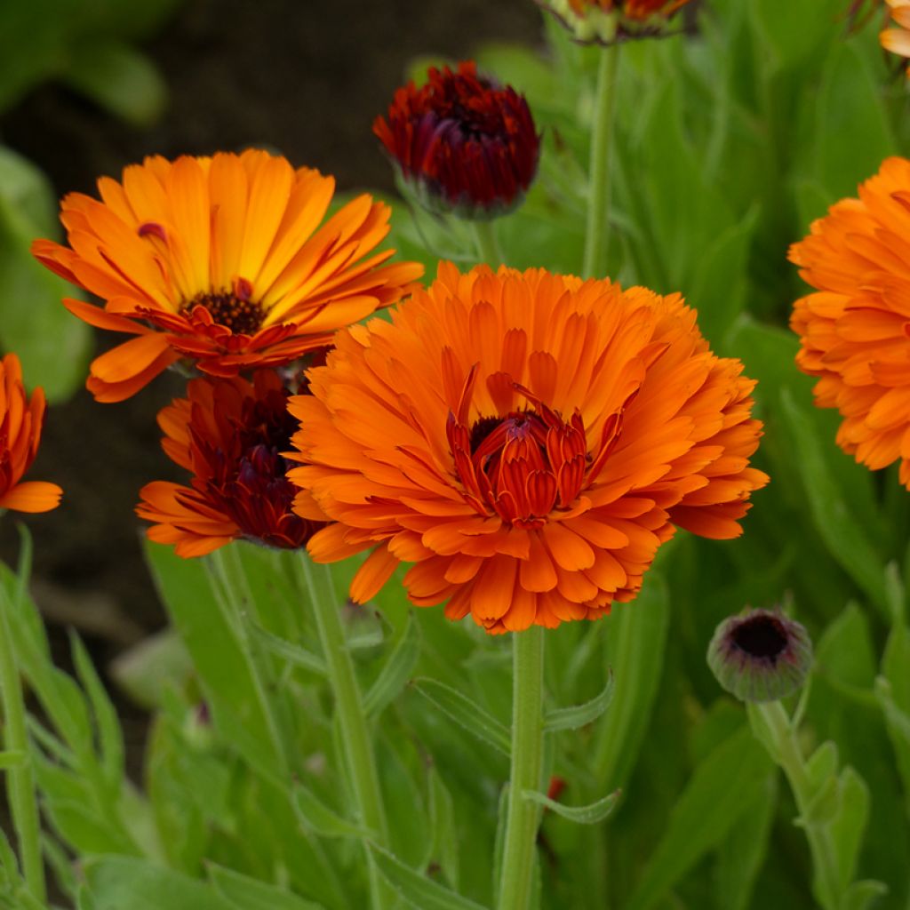 Graines de Souci Indian Prince BIO - Calendula officinalis