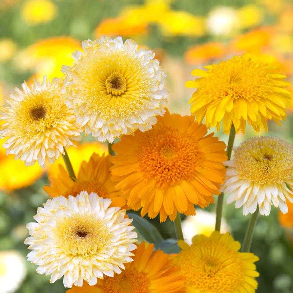 Calendula officinalis Souci Kinglet Mix