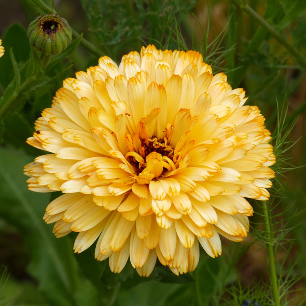 Graines de Souci Pacific Beauty Apricot - Calendula officinalis