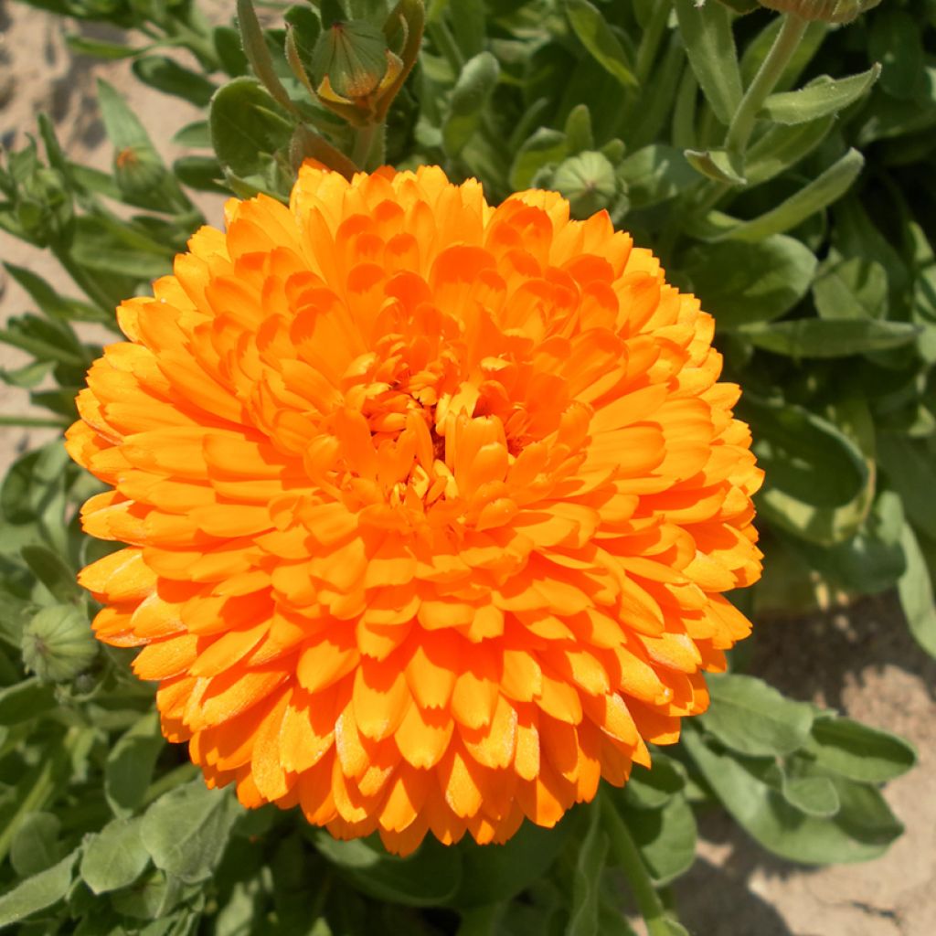 Graines de Souci Pacific Beauty Flame - Calendula officinalis