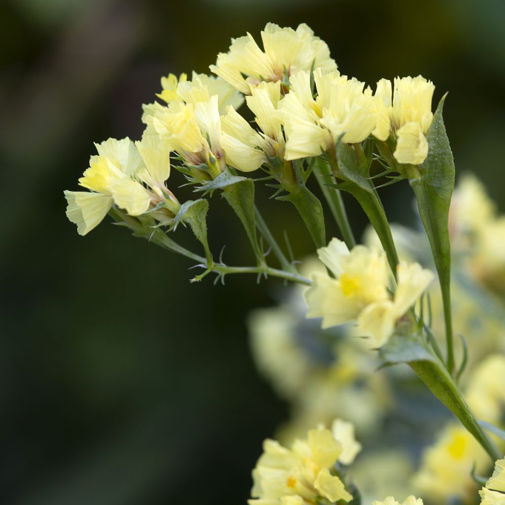 Limonium sinuatum subsp. bonduellei  de arenas