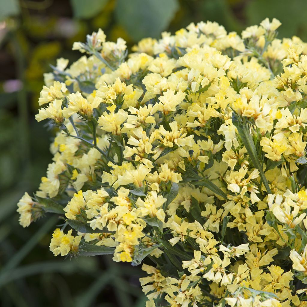 Limonium sinuatum subsp. bonduellei  de arenas