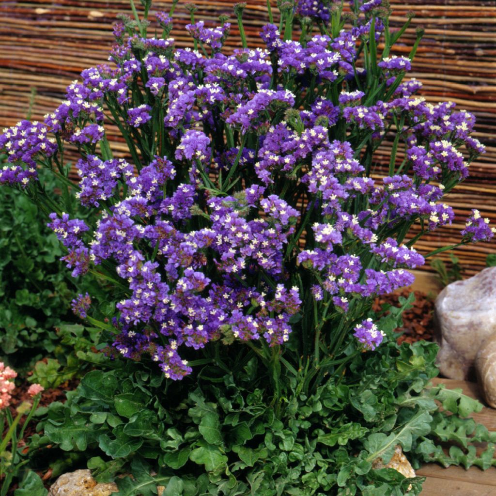 Limonium sinuatum Forever Blue