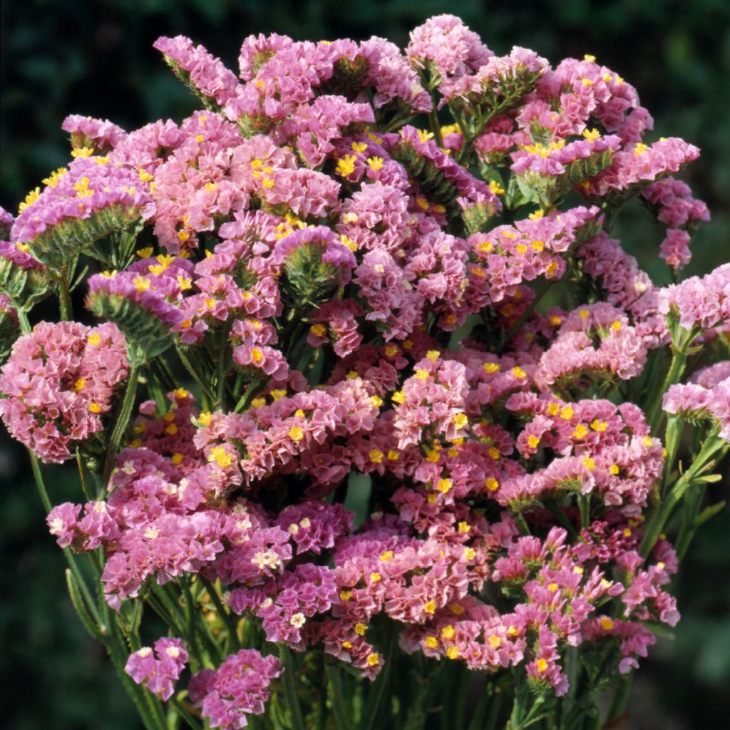 Limonium sinuatum Forever Happy