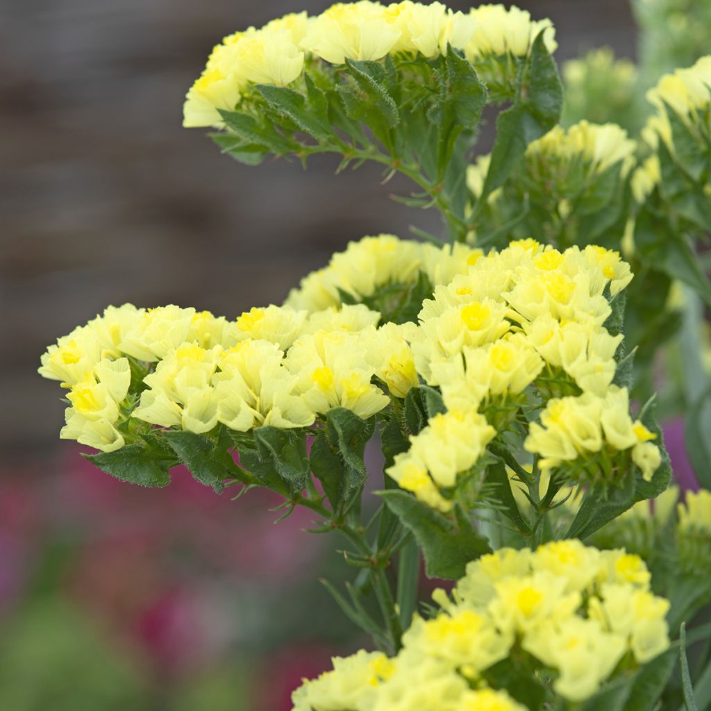 Limonium sinuatum Forever Moonlight