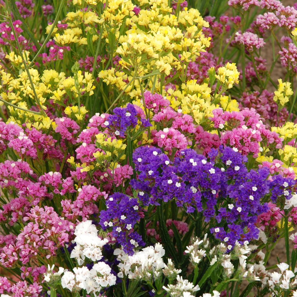 Limonium sinuatum Forever Rose