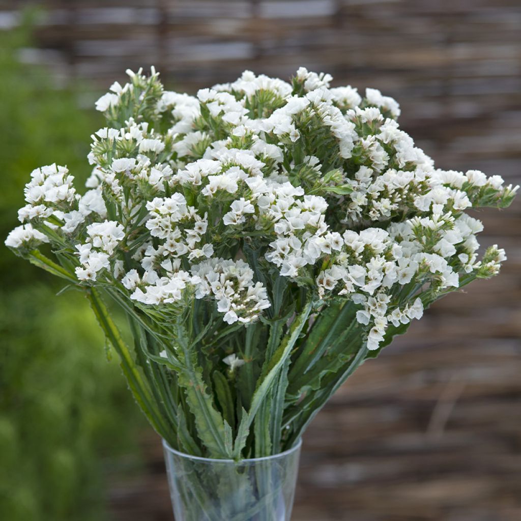 Limonium sinuatum Forever Silver