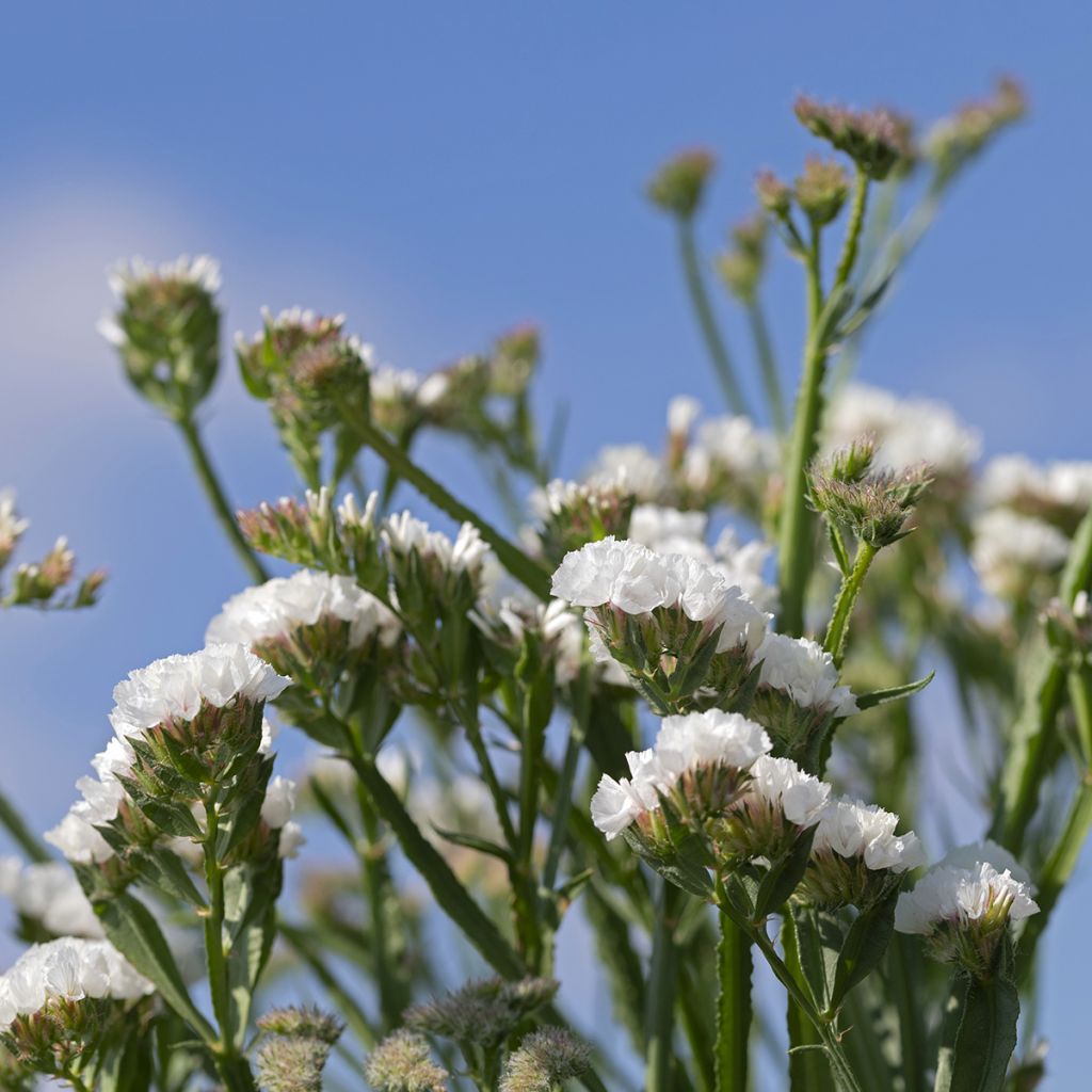 Limonium sinuatum Forever Silver