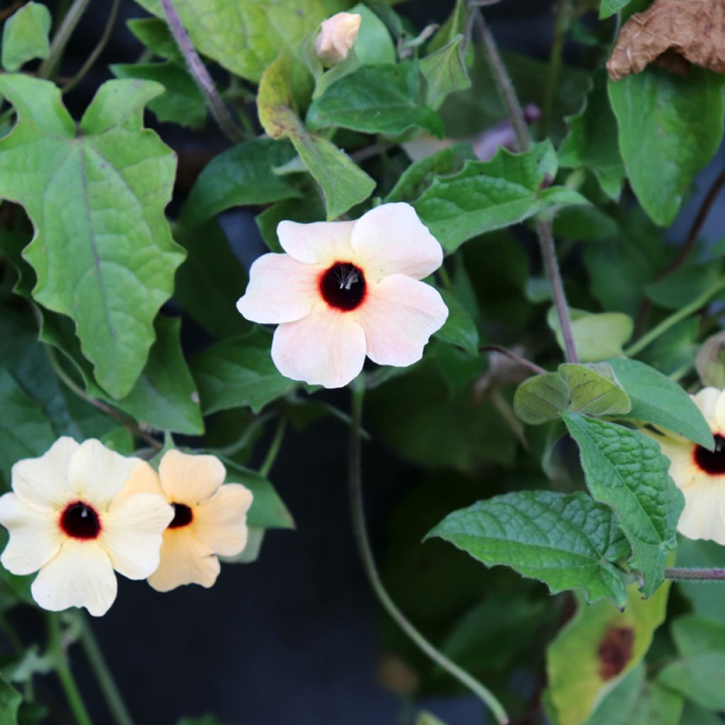 Thunbergia alata Blushing Susie