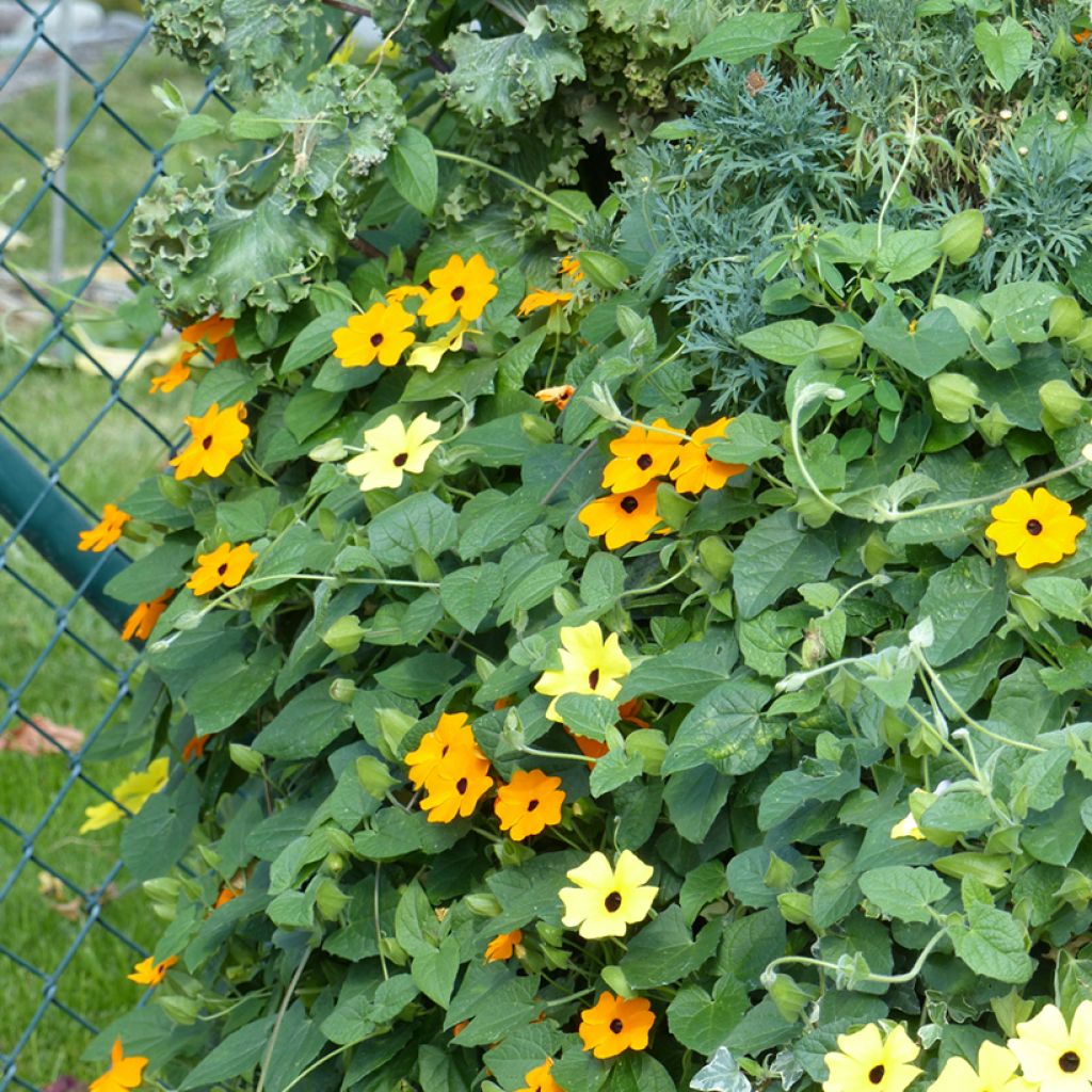 Thunbergia alata (semillas) - Susana de los ojos negros