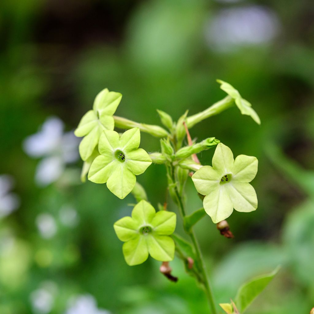 Nicotiana alata Mojito - Tabaco de Jazmín