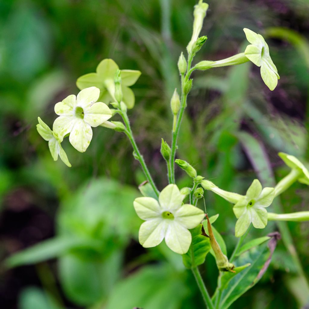 Nicotiana alata Mojito - Tabaco de Jazmín