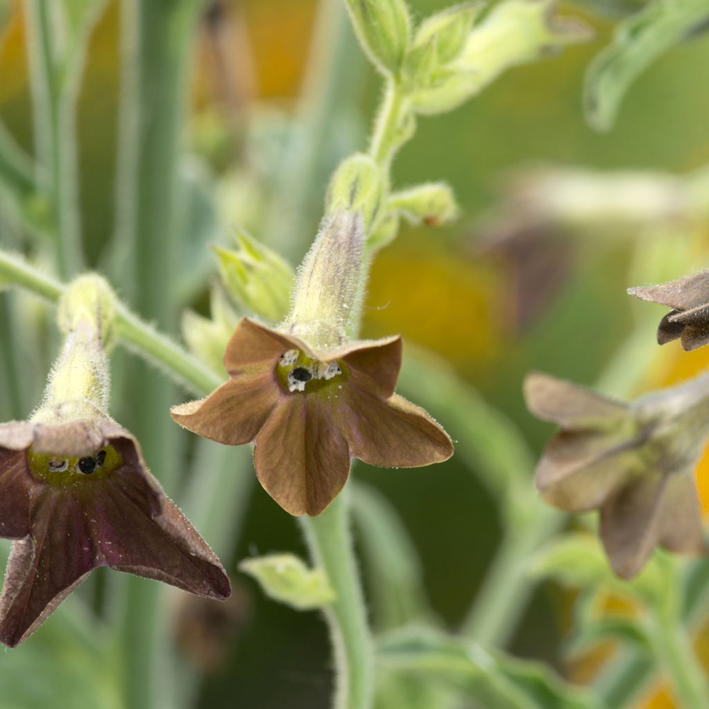 Tabaco en Flor langsdorffii Bronze Queen