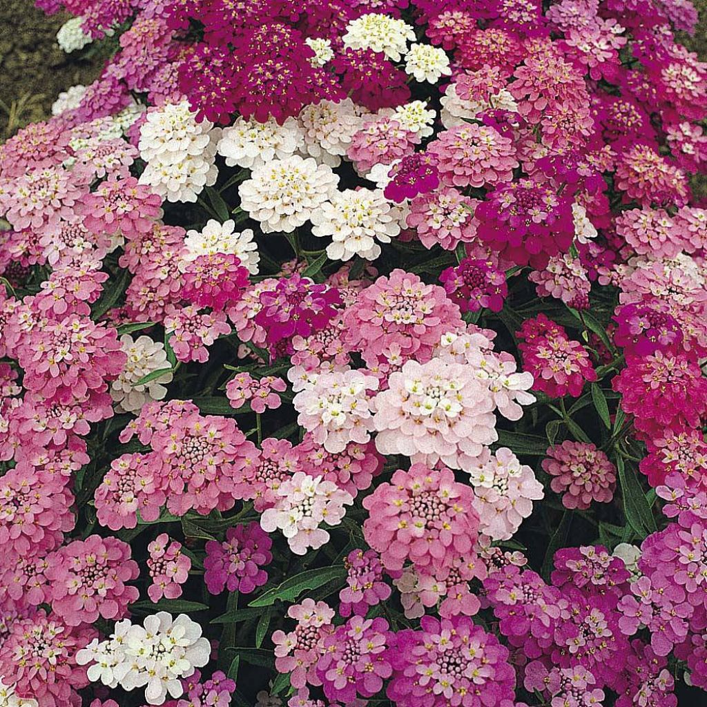 Graines de Thlaspi nain Candytuft Fairy mixed - Iberis umbellata