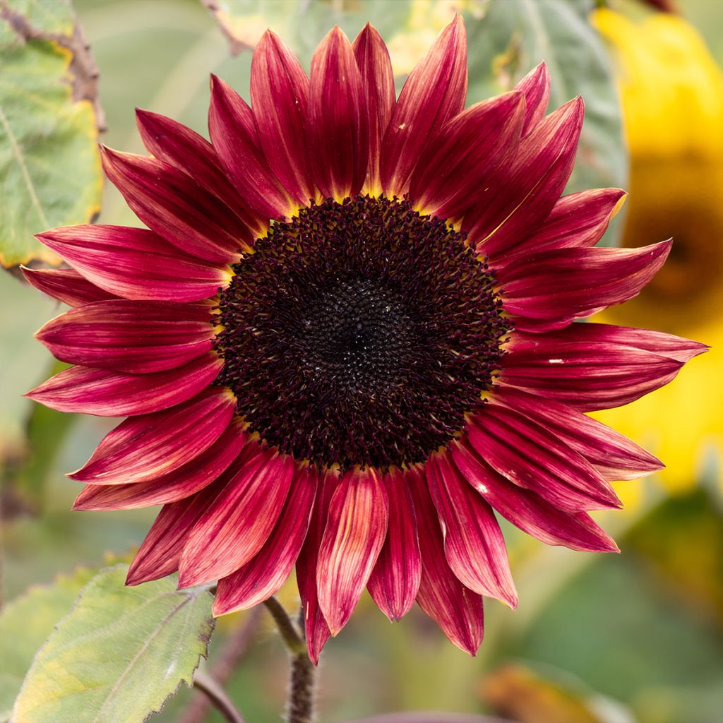 Girasol Desire Red F1