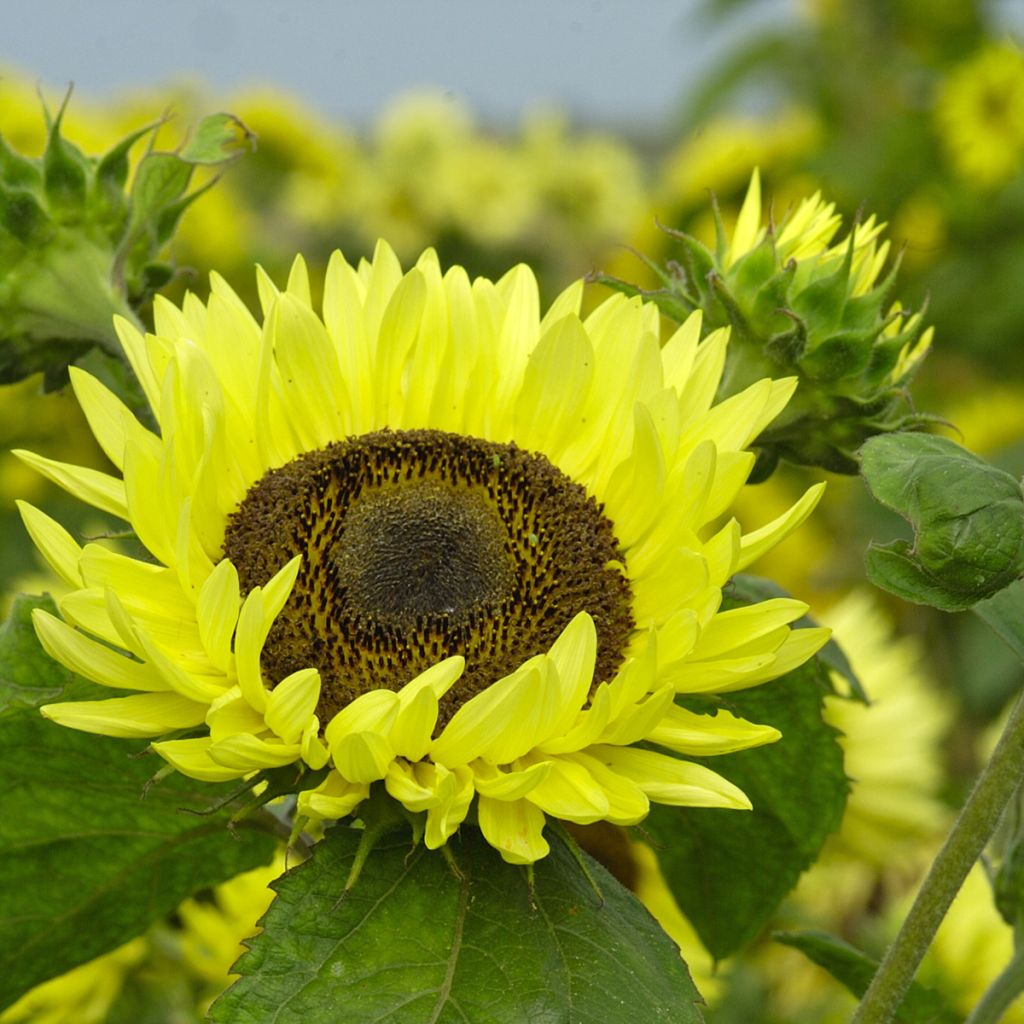 Girasol Garden Statement