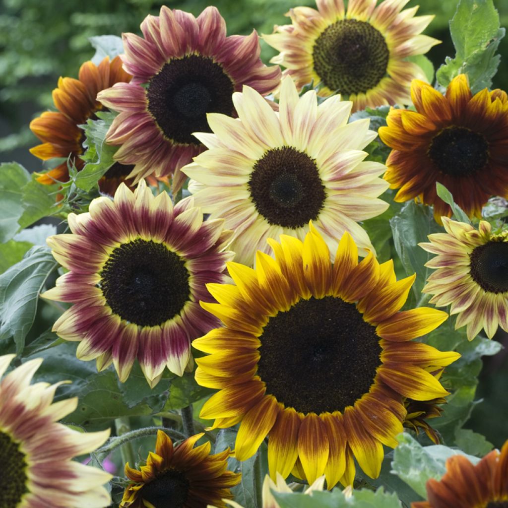 Girasol Harlequin F1