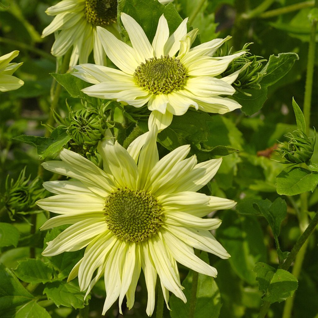 Helianthus debilis Italian Green Heart