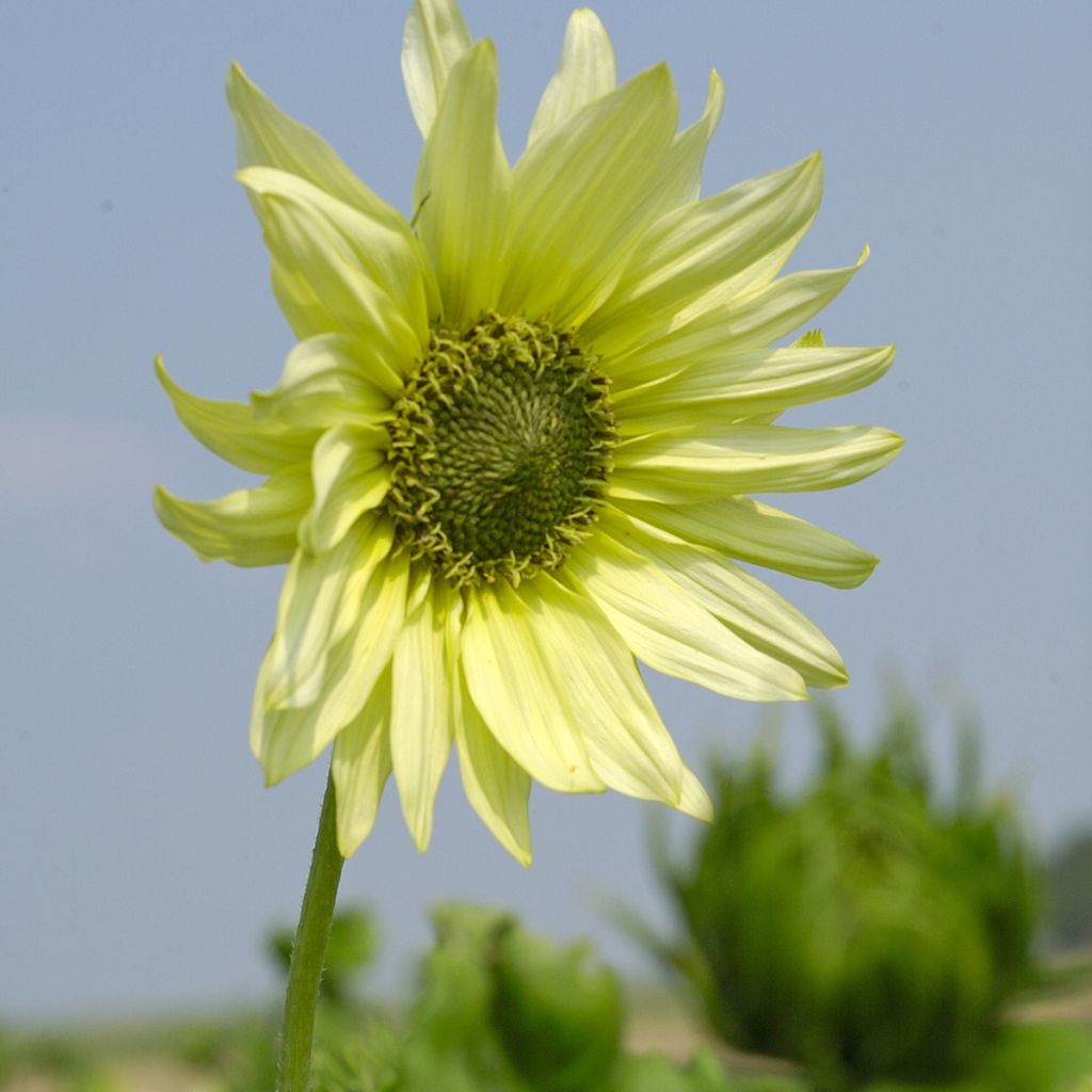 Helianthus debilis Italian Green Heart