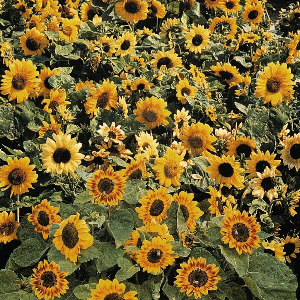 Graines de Tournesol Music Box - Helianthus annuus.