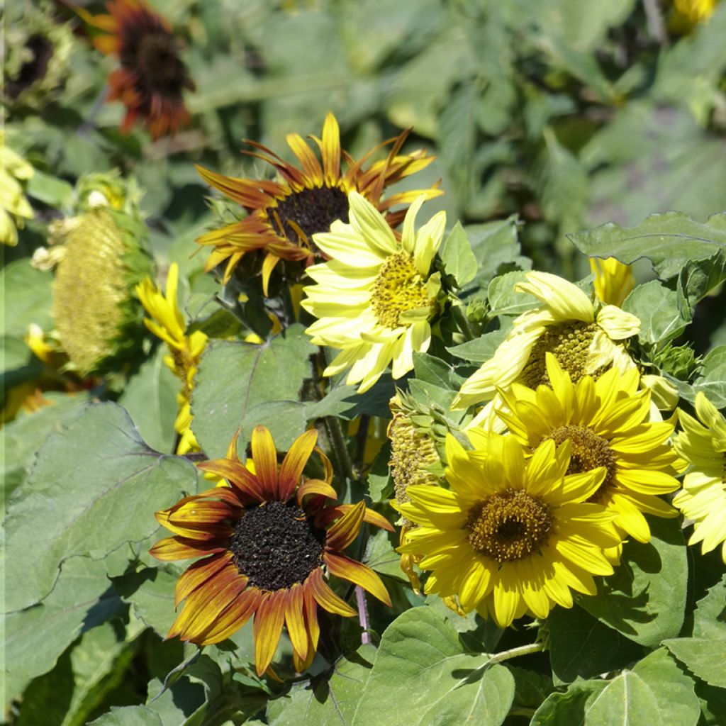 Girasol Paquito