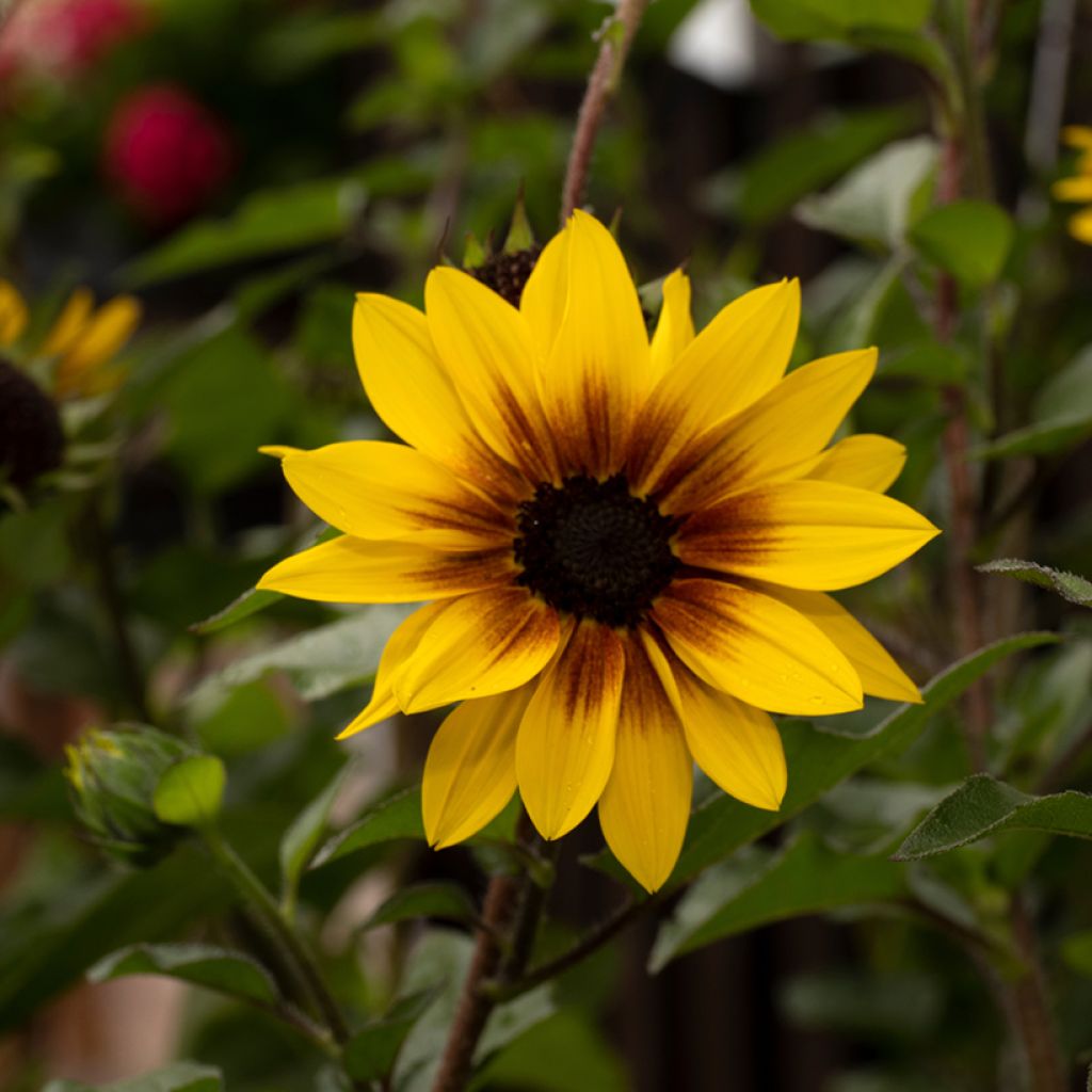 Girasol Paquito