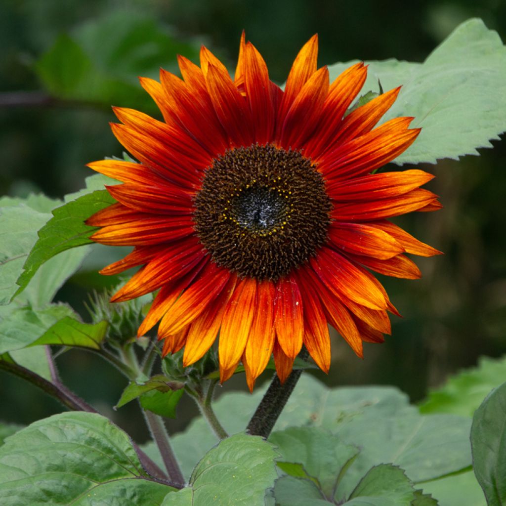 Girasol Paquito