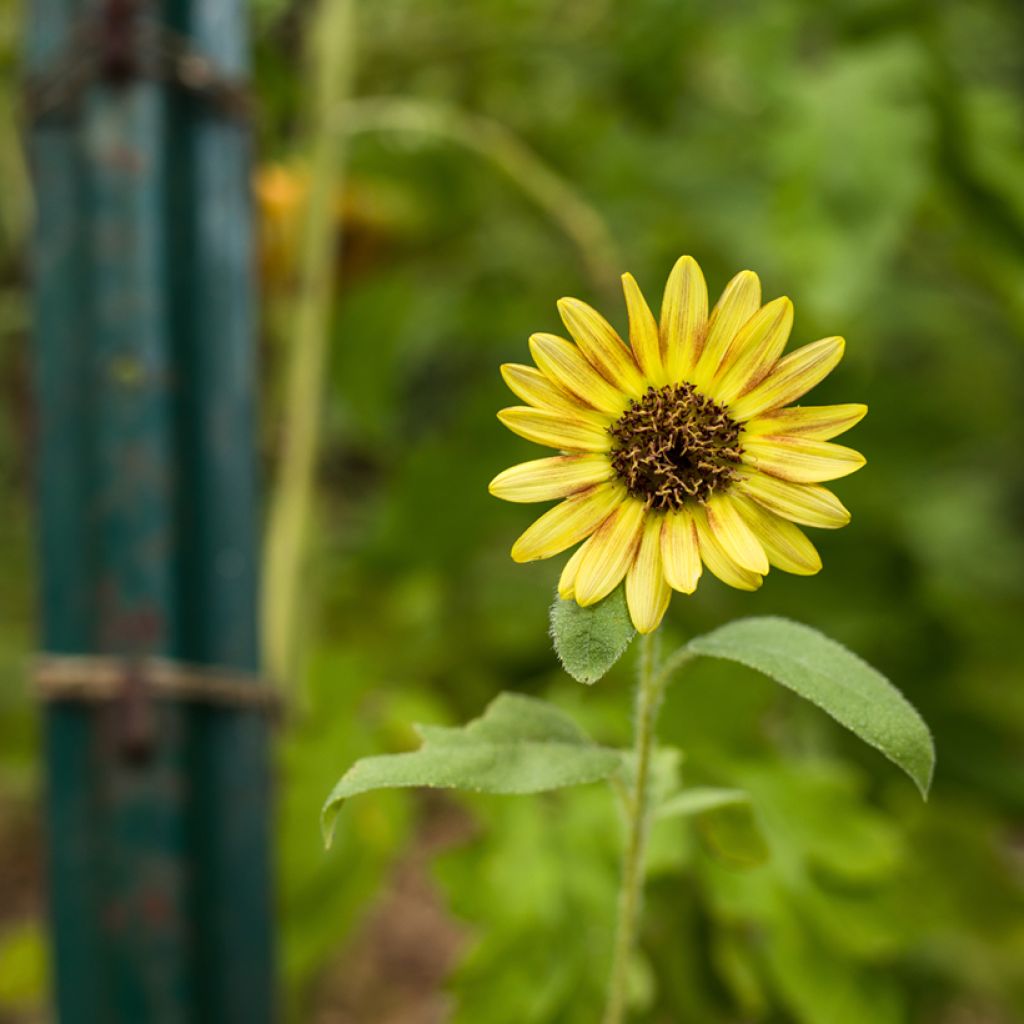 Girasol Paquito