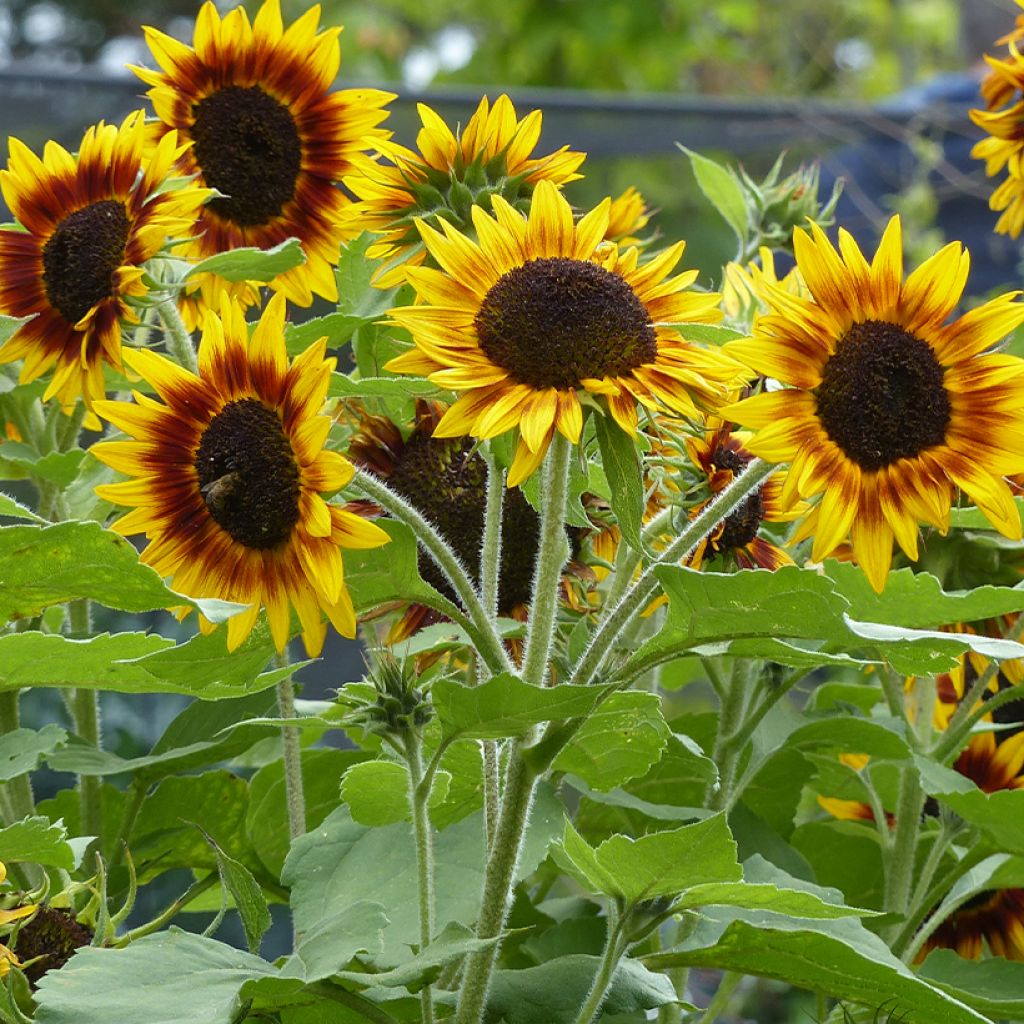 Girasol Ring of Fire F1