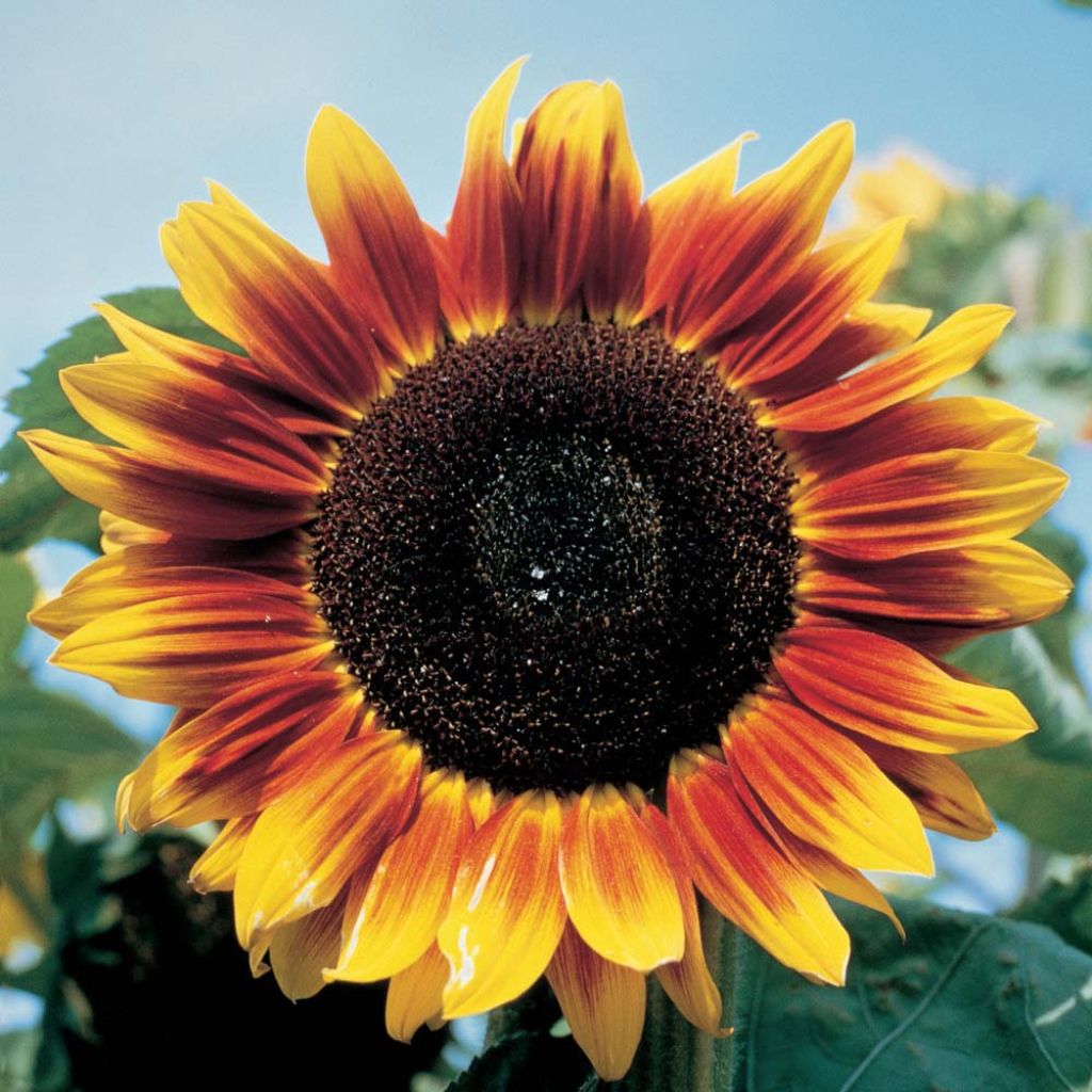 Graines de Tournesol Solar Eclipse F1 - Helianthus annuus