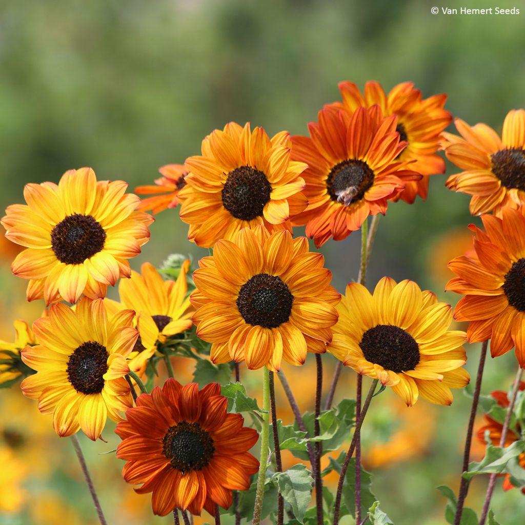 Girasol Soluna Bronze