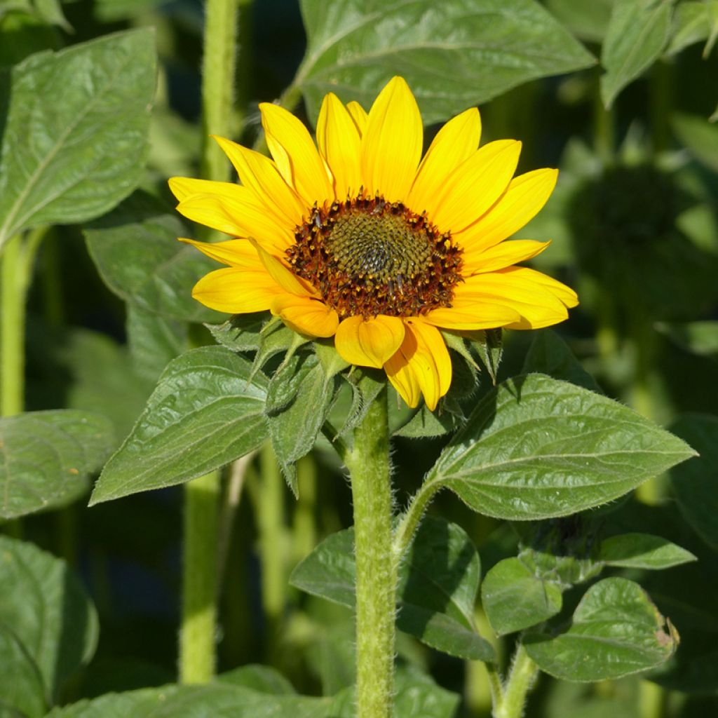 Girasol Sonjas