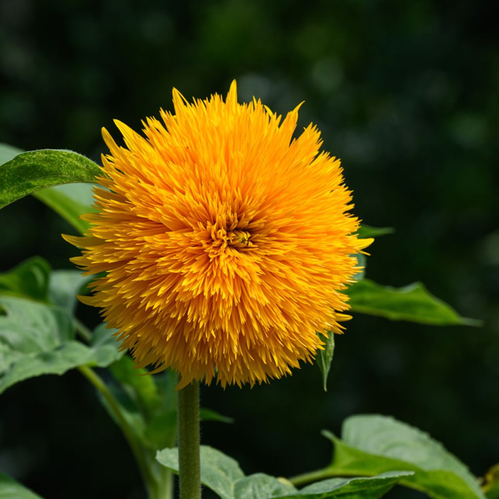 Girasol Teddy Bear