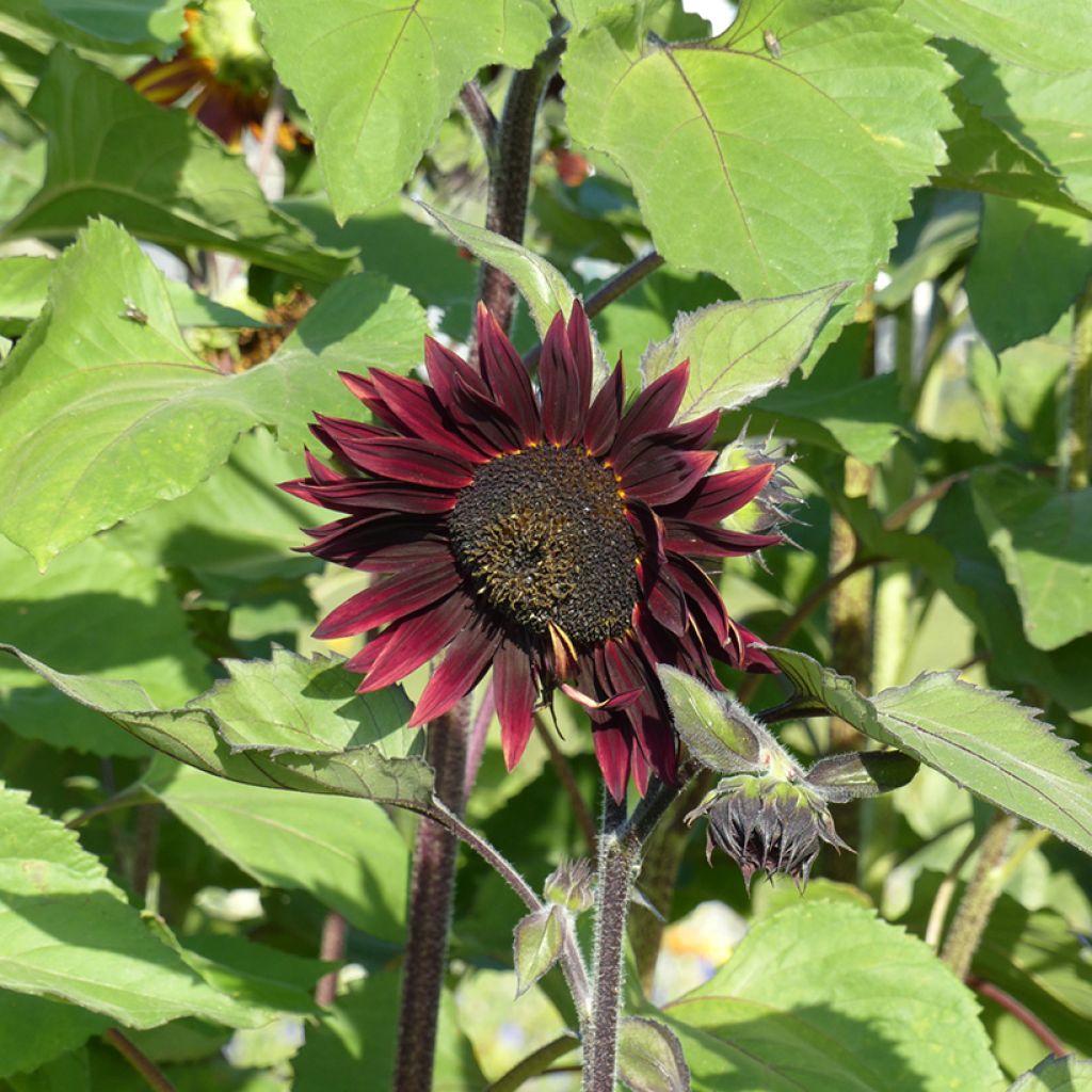 Girasol Velvet Queen