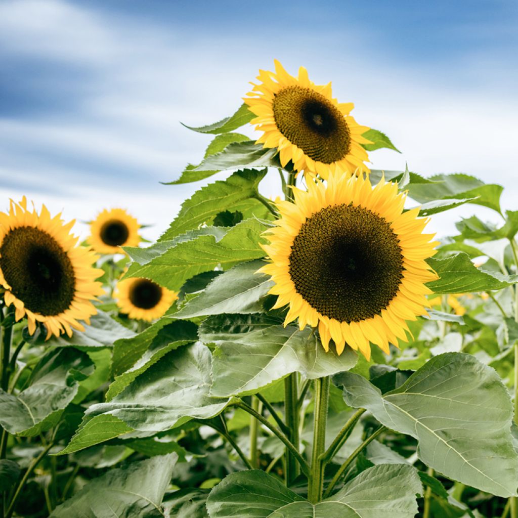 Girasol Uniflorus Giganteus