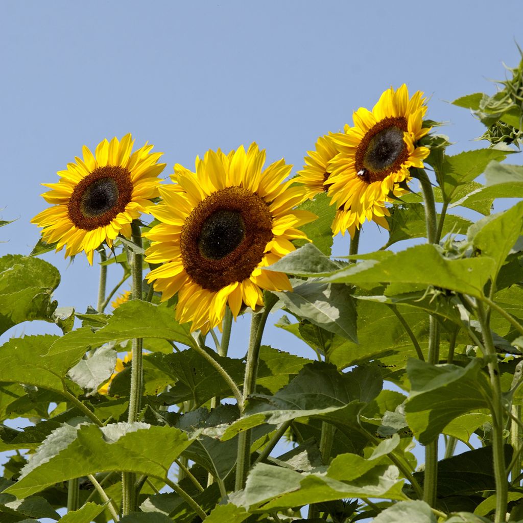 Girasol Titan extra-tall