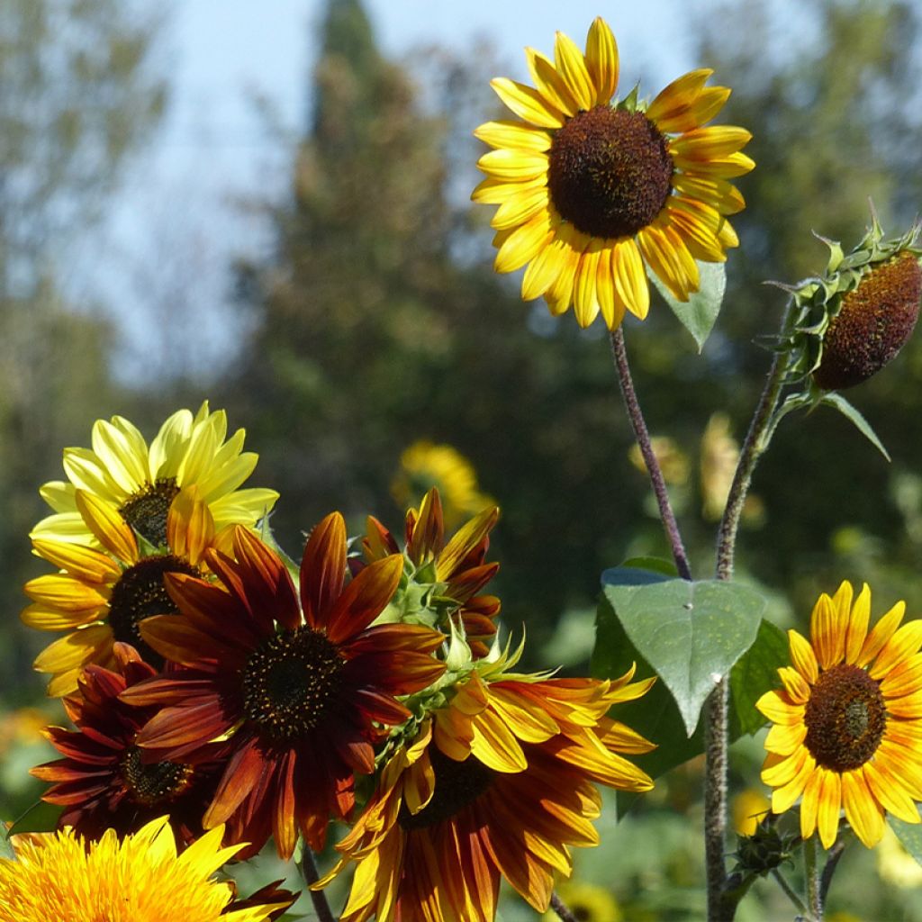 Graines de Tournesol Autumn Beauty Mix - Helianthus annuus