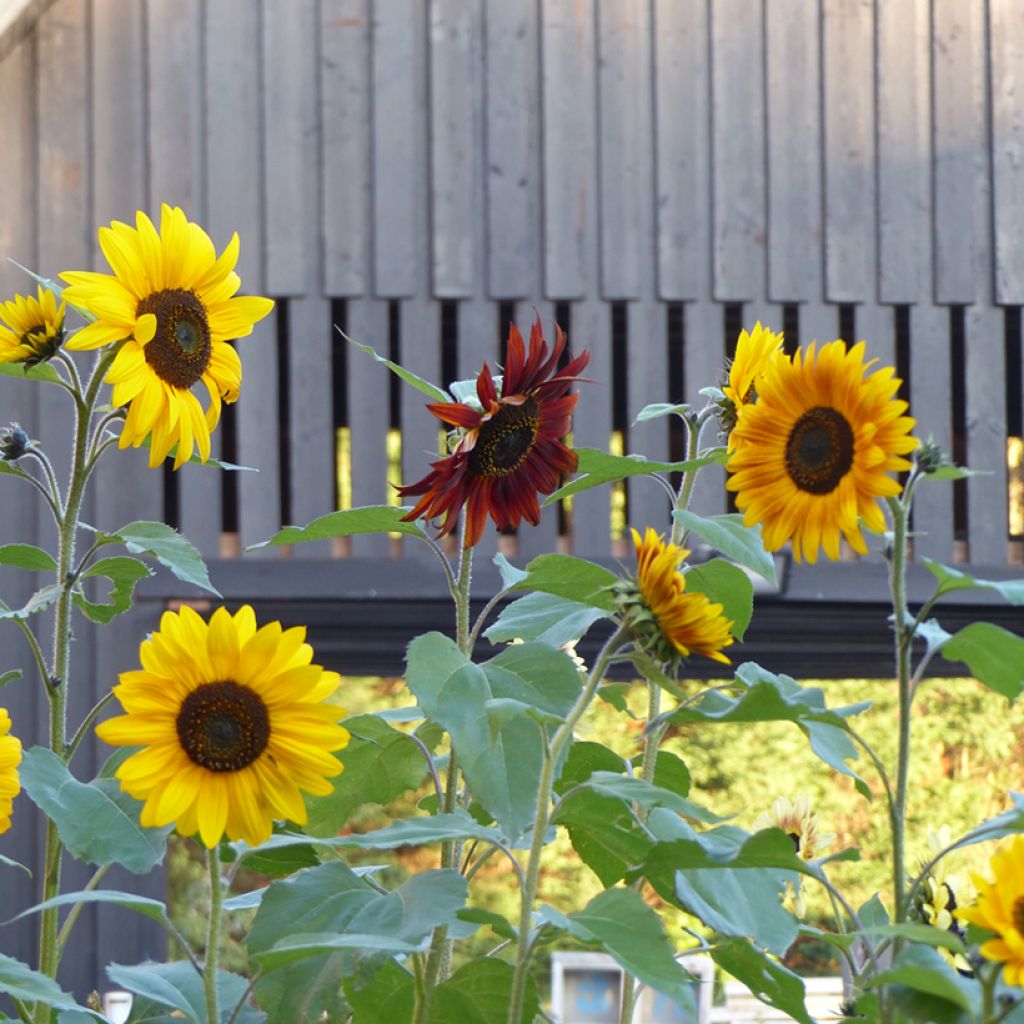 Girasol Autumn Beauty Mix