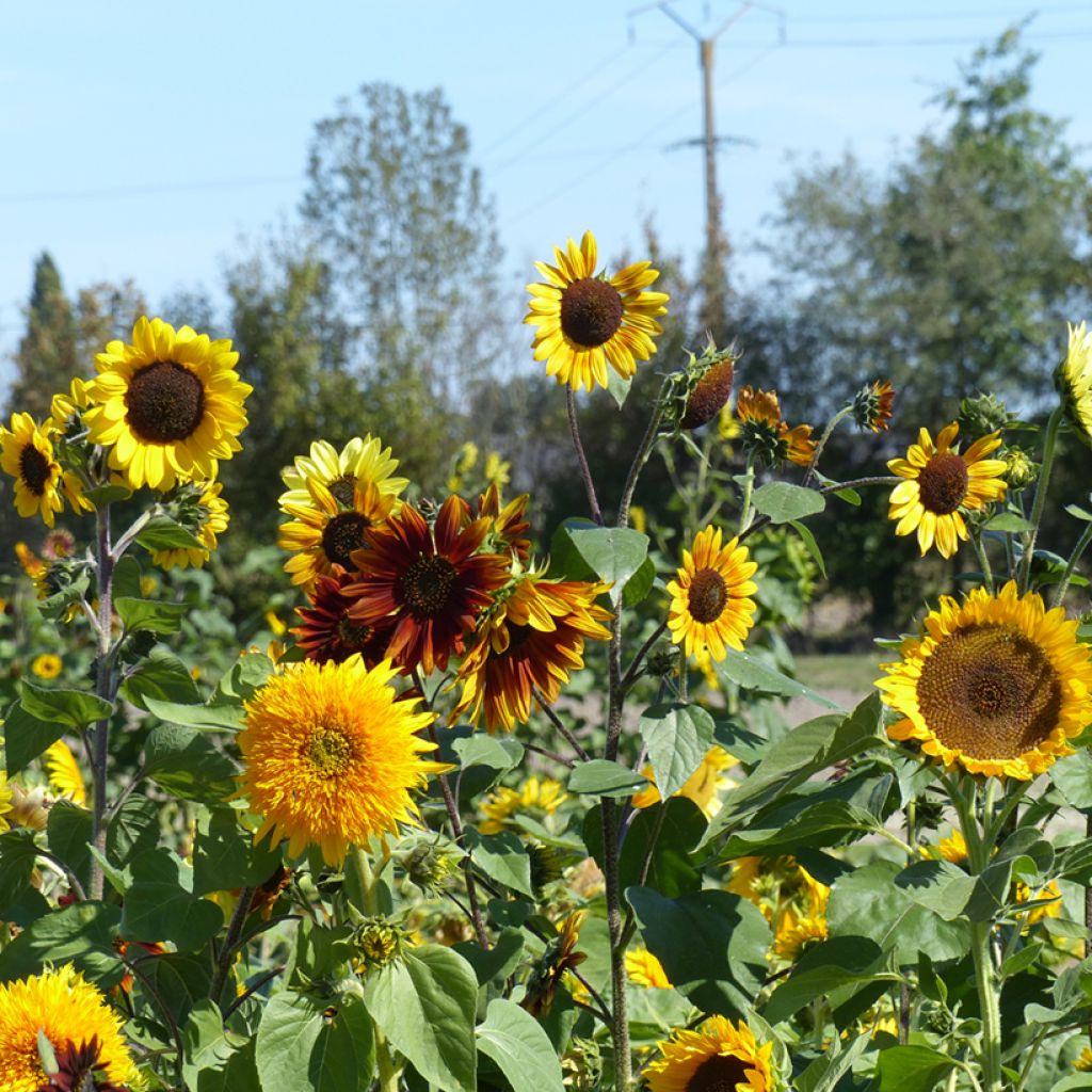 Girasol Inca Empire Mix