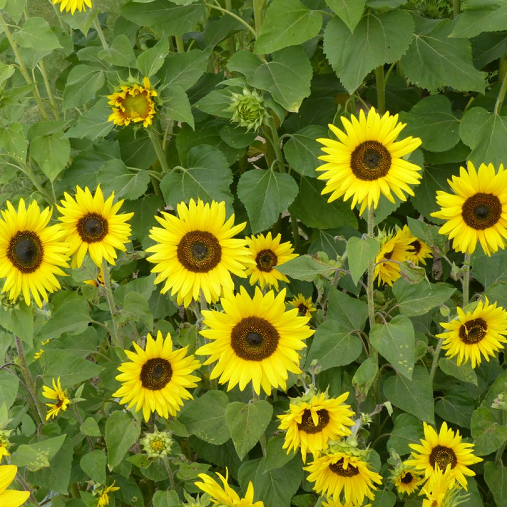 Graines de Tournesol nain Bambino - Helianthus annuus