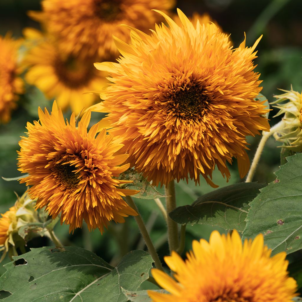 Girasol Firefox