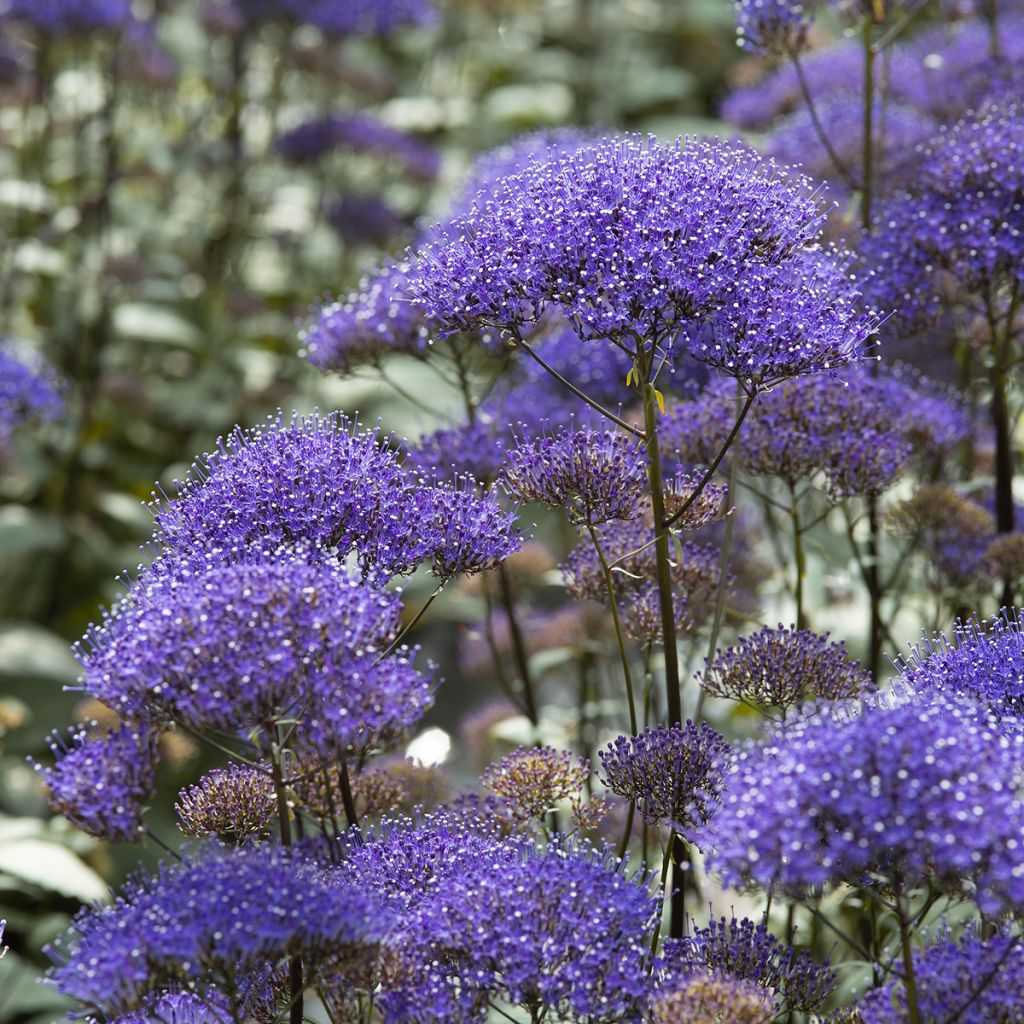 Trachelium caeruleum Black Knight - Flor de la viuda