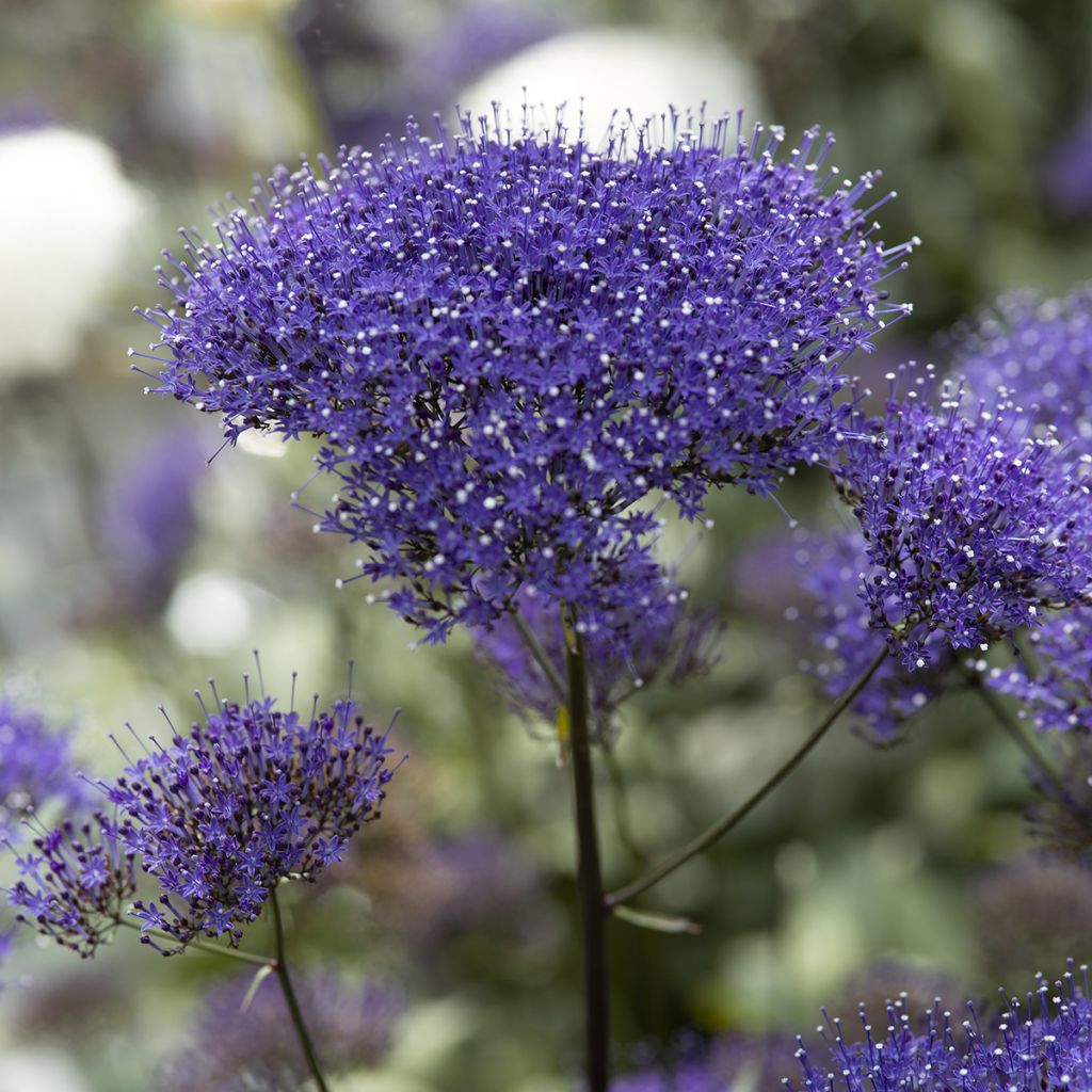 Trachelium caeruleum Black Knight - Flor de la viuda