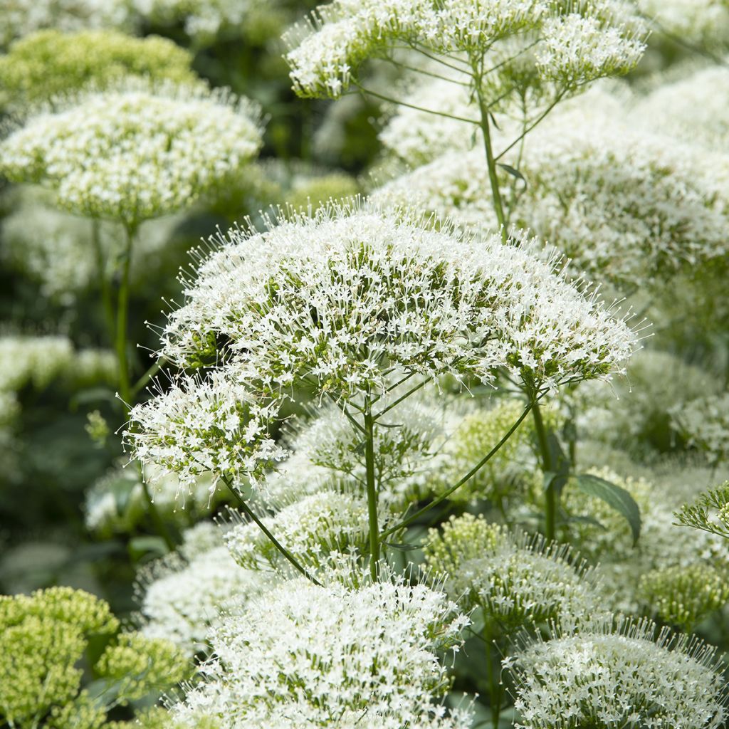 Trachelium caeruleum White Knight - Flor de la viuda